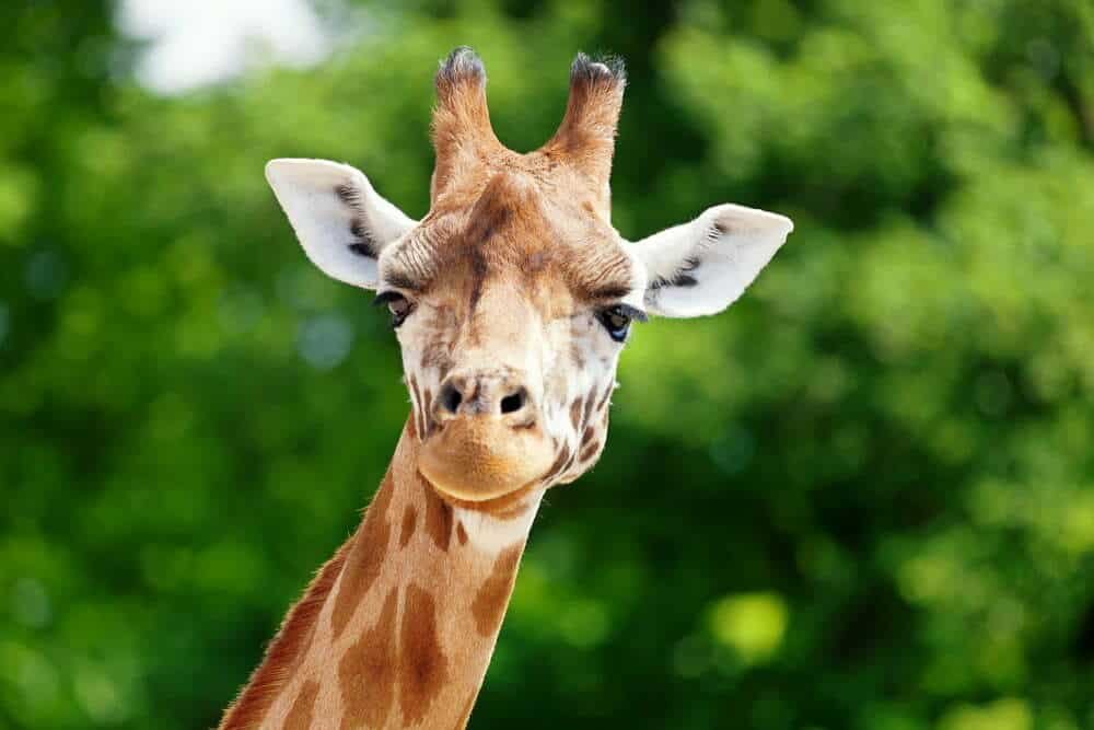 What Animal Am I?