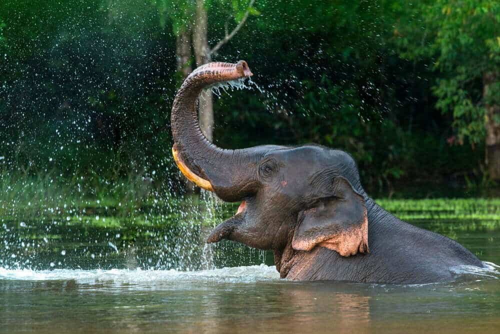 What Animal Am I?