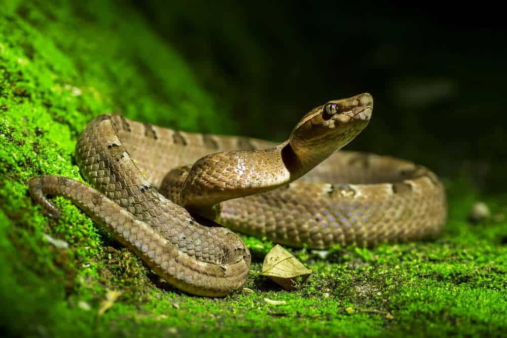 What Animal Am I?