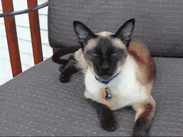 Which Dog or Cat Breed Should You Adopt?