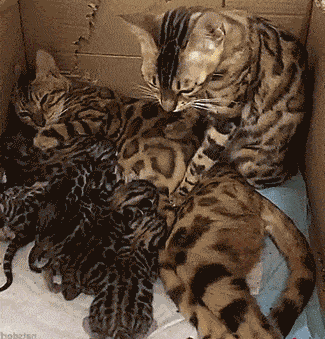 Which Dog or Cat Breed Should You Adopt?