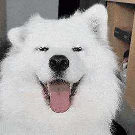 What's your spirit animal?