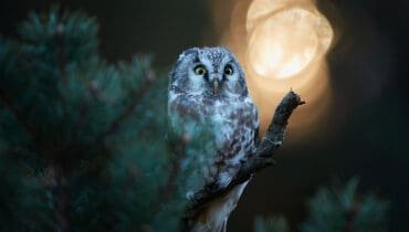 What's your spirit animal?