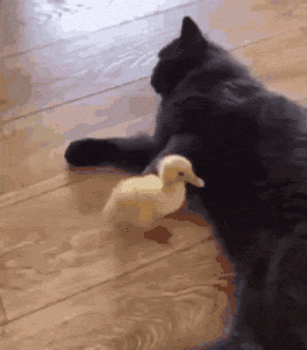 What's your spirit animal?