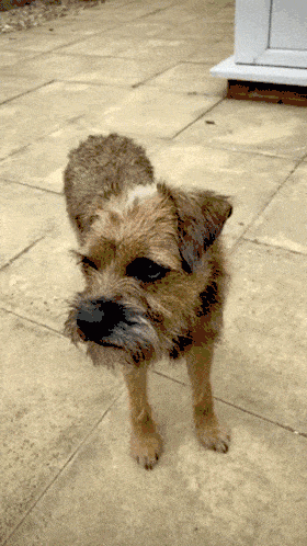 Ultimate Dog Breeds Quiz