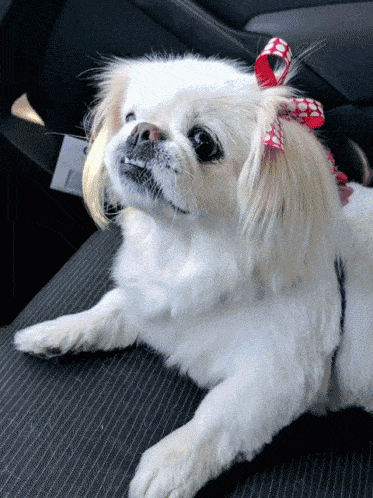 Ultimate Dog Breeds Quiz