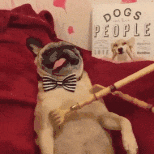 Ultimate Dog Breeds Quiz