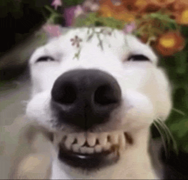 Ultimate Dog Breeds Quiz