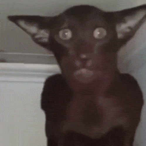 blacrswan