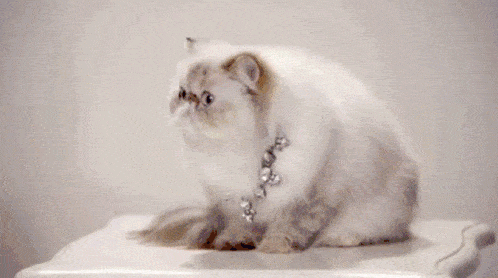 cat-catto