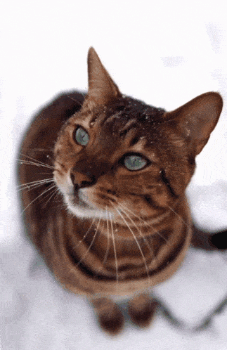 cat-snow