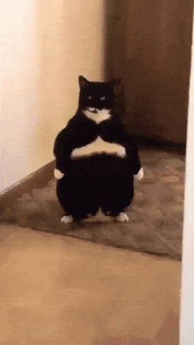 cat-standing