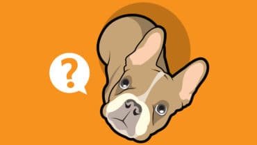 dog-quiz