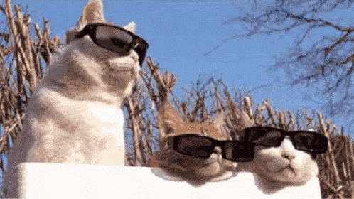 hot-cat