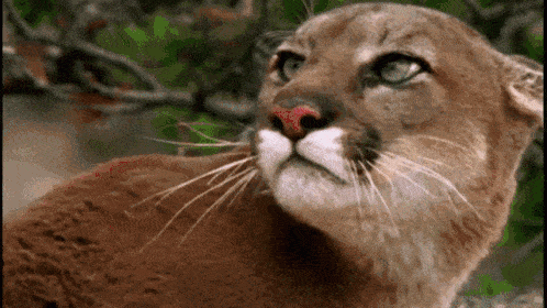 lion-puma