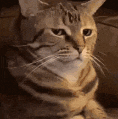 meme-cat