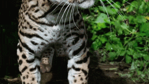 next-decade-save-the-ocelot