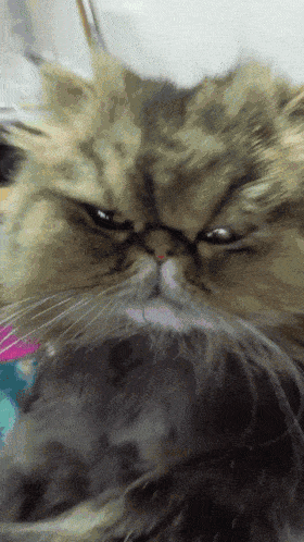 persian-cat-cat