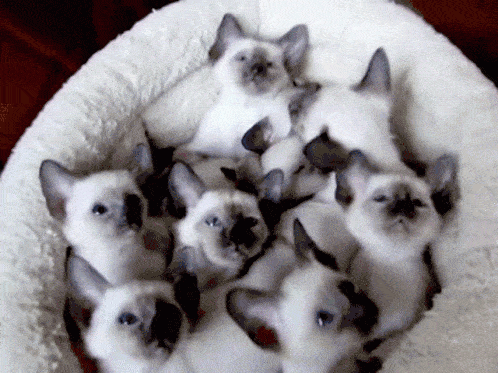 siamese-cat-siamese