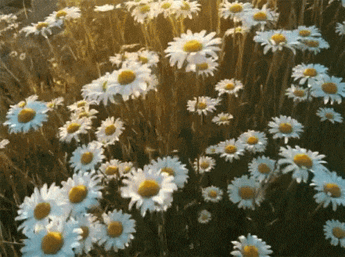 What flower are you?