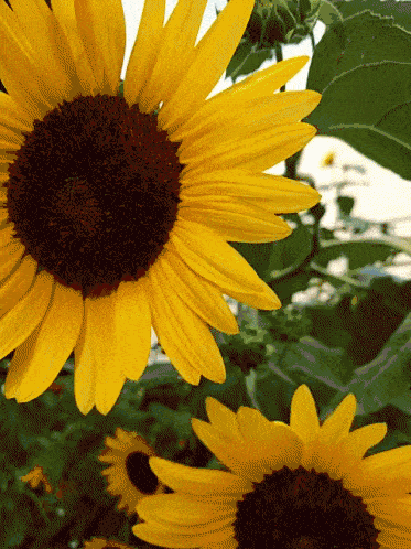 What flower are you?
