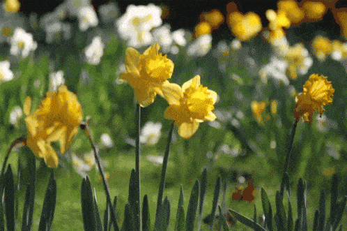 What flower are you?