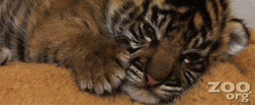 zoo-tiger