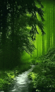 forest-happy-wednesday
