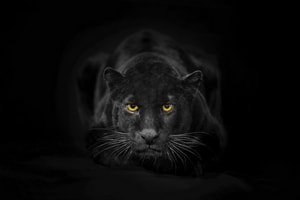 Beautiful,Black,Panter,Portrait,On,Dark,Background