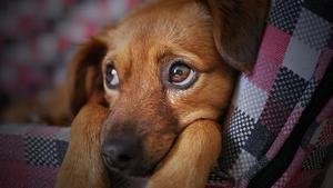 dog-3071334-640