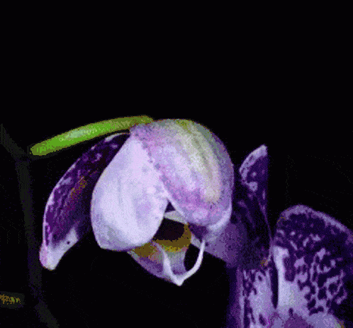 flower-blooming