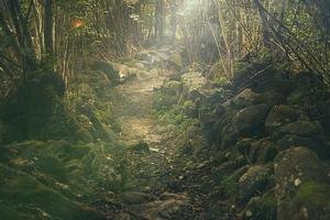 forest-438432-640