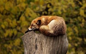fox-1284512-640