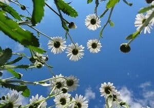 nature-2438103-640