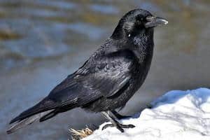raven