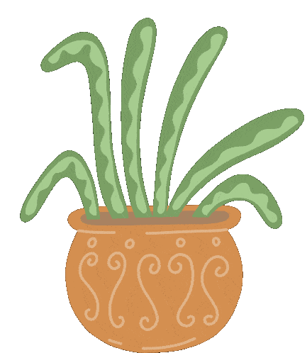 snake-plant-plant-mom