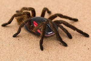 spider-g2e128ec26-1280