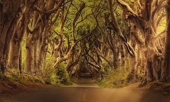 trees-3464777-640