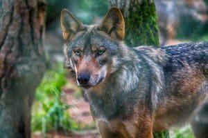 wolf-ga90d6c5c9-1280