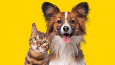 Are You A Cat Or A Dog?
