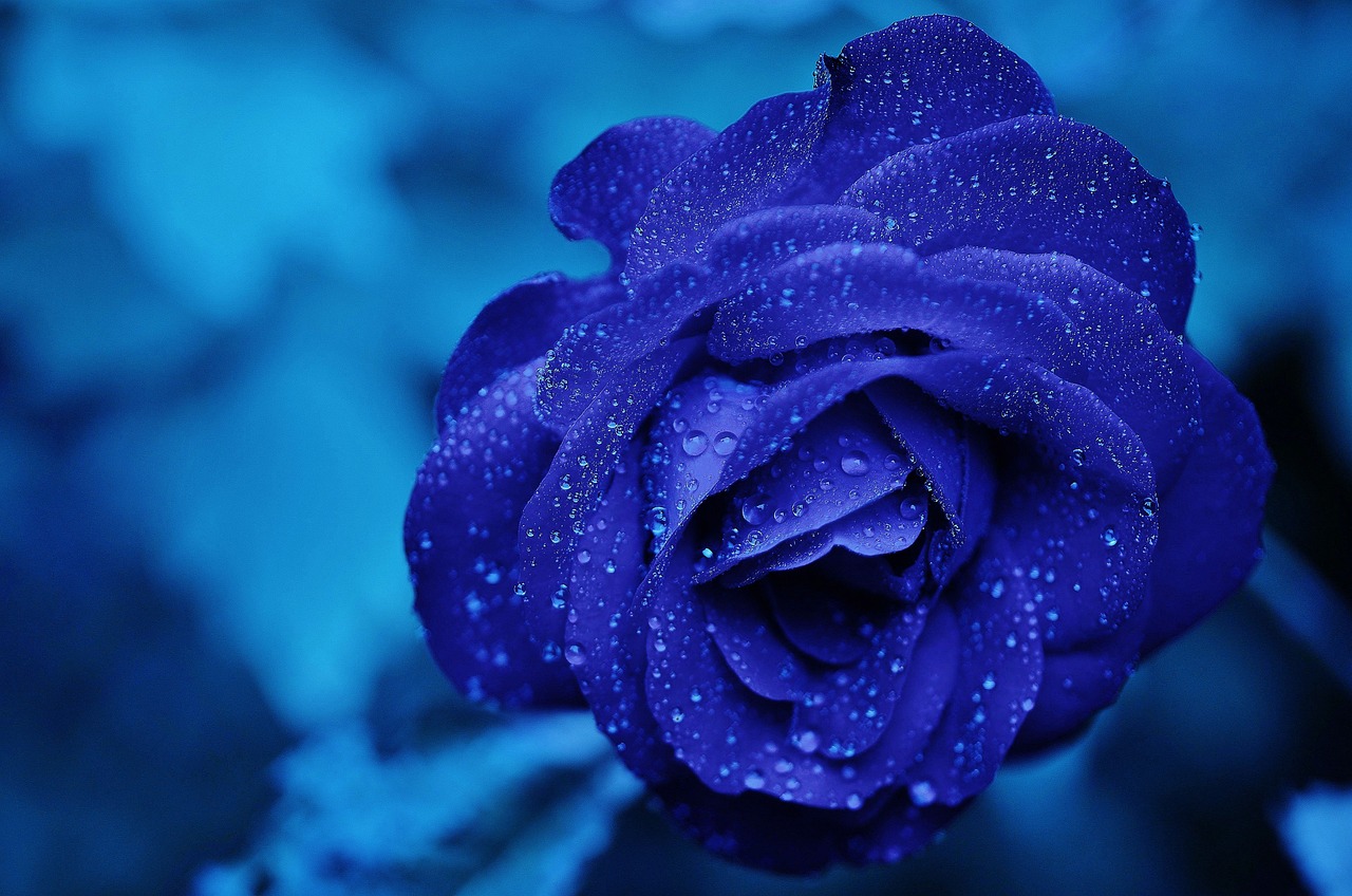 rose-165819-1280