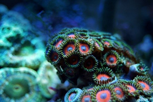 coral-g2ad20b062-640(1)