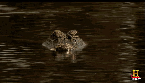 giphy (4)