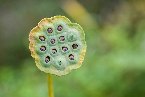 heart-of-the-lotus-g0382c5a7c-640