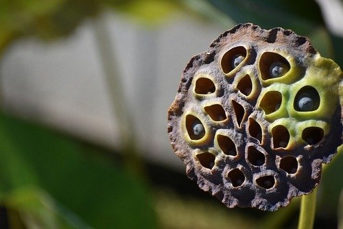 lotus-g139f3dbe6-640