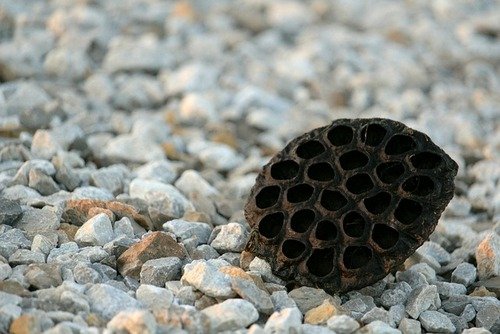 seed-pod-gb92f79849-640
