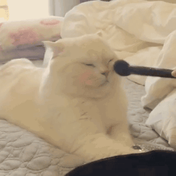 giphy (2)