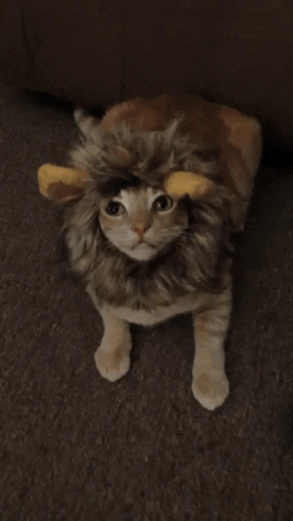 giphy (5)