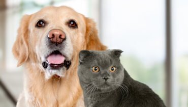 Black Cat or Golden Retriever Quiz