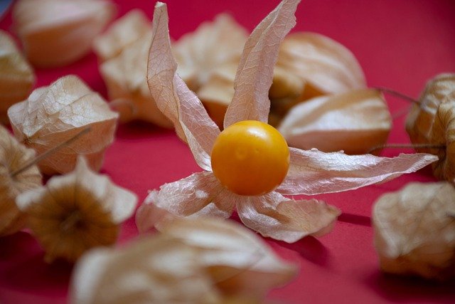 cape-gooseberry-5458809-640
